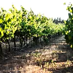 Nocleg ze śniadaniem The Vineyards 3*