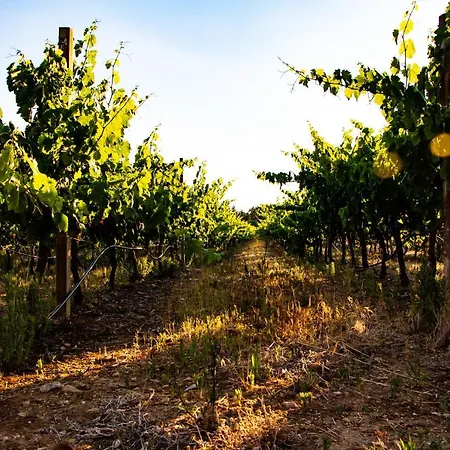 The Vineyards Bed & Breakfast Alghero