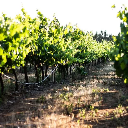 Bed & Breakfast The Vineyards 2*