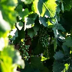 Bed & Breakfast The Vineyards 3*