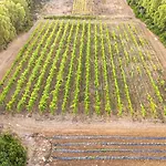 The Vineyards 3* Alghero