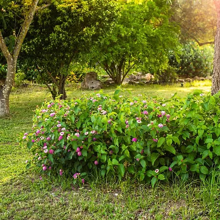 The Vineyards ألغيرو