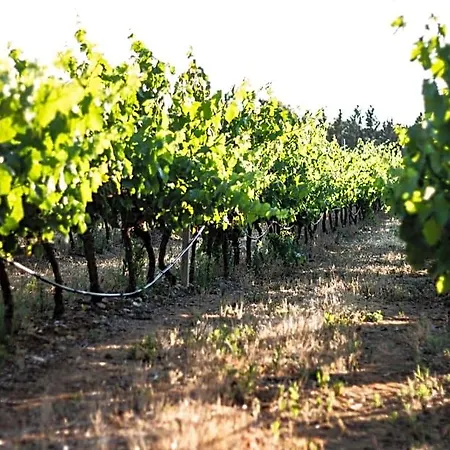 לינה וארוחת בוקר The Vineyards 3*