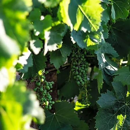 לינה וארוחת בוקר The Vineyards