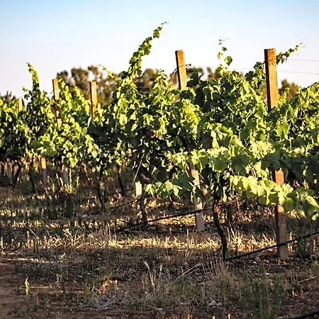 The Vineyards לינה וארוחת בוקר אלגהרו