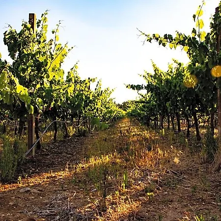 לינה וארוחת בוקר The Vineyards אלגהרו