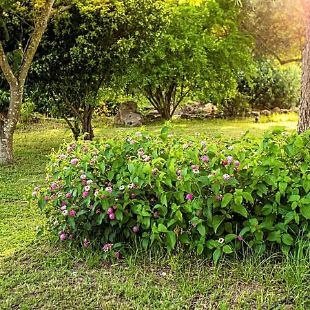 The Vineyards אלגהרו