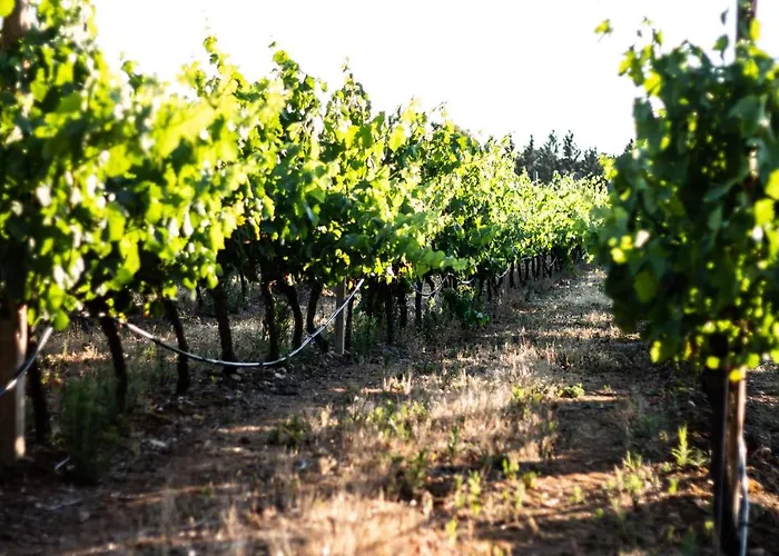 Bed & Breakfast The Vineyards 3*