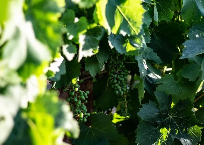 Bed & Breakfast The Vineyards 3*