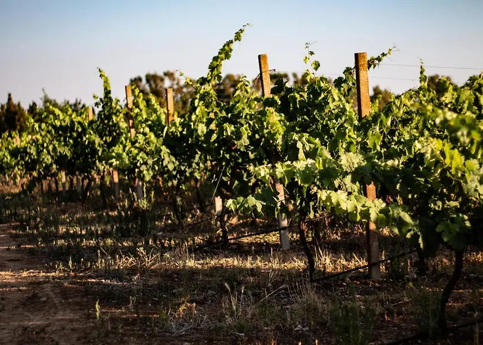 Bed & Breakfast The Vineyards