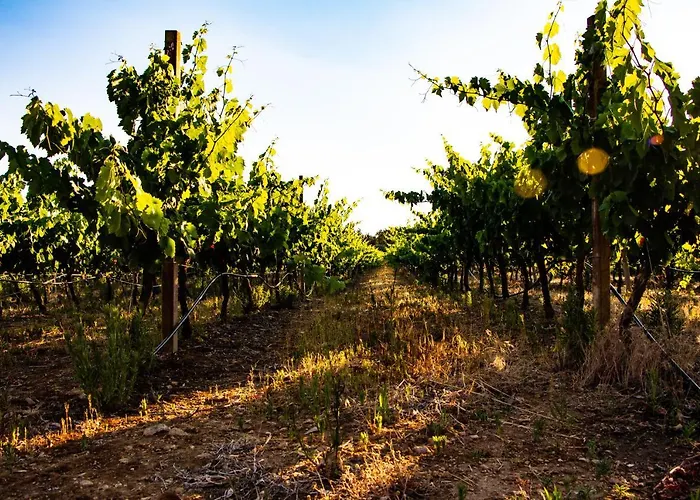 The Vineyards Couette-café Alghero